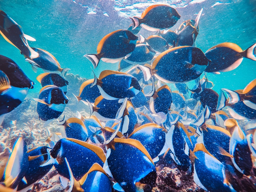 Guided Snorkel Tour