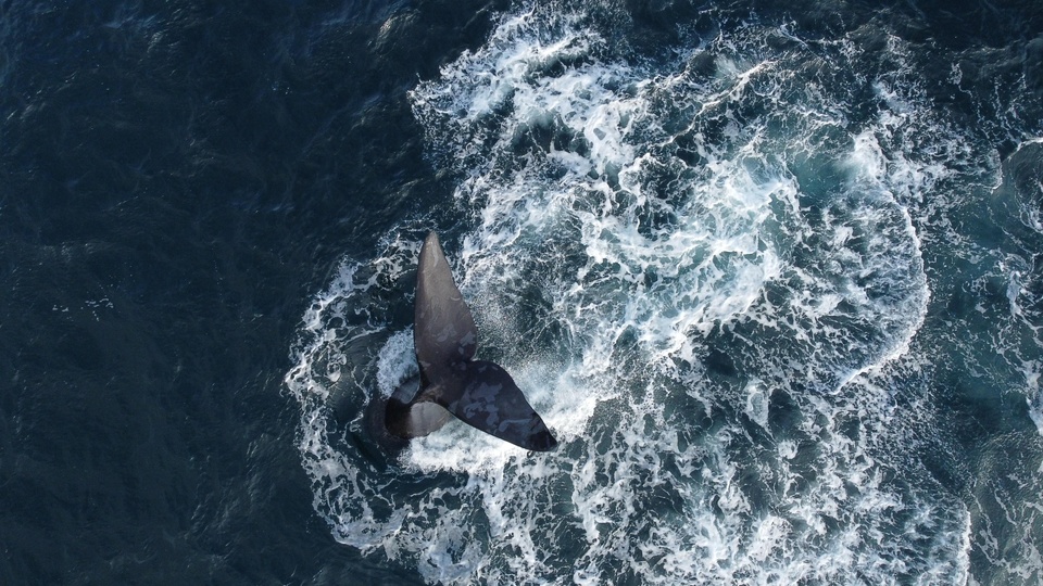 Whale Watching
