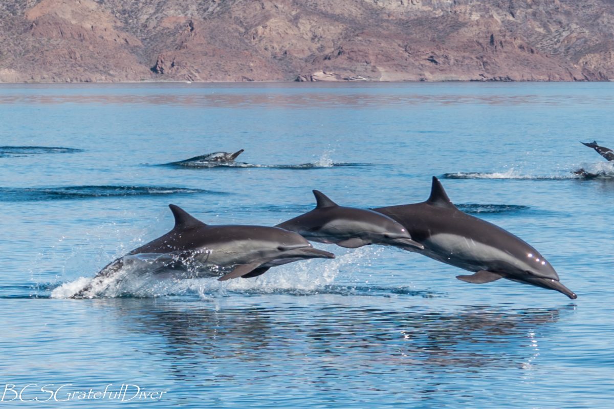 dolphin loreto