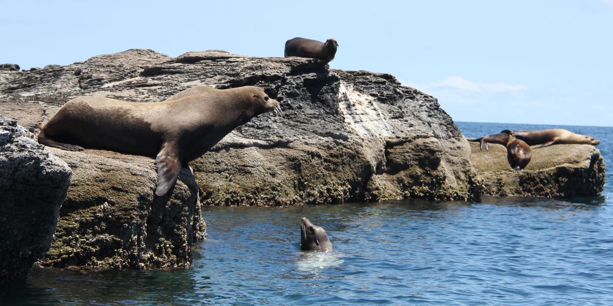 sea lion