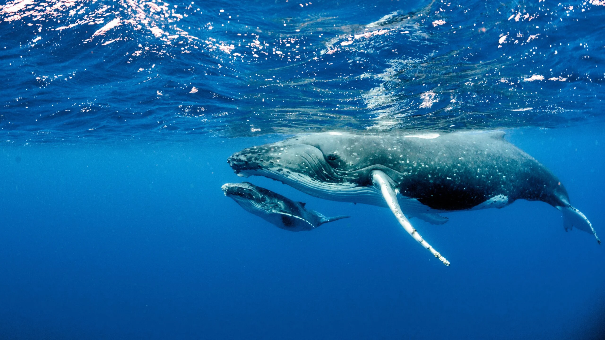whales