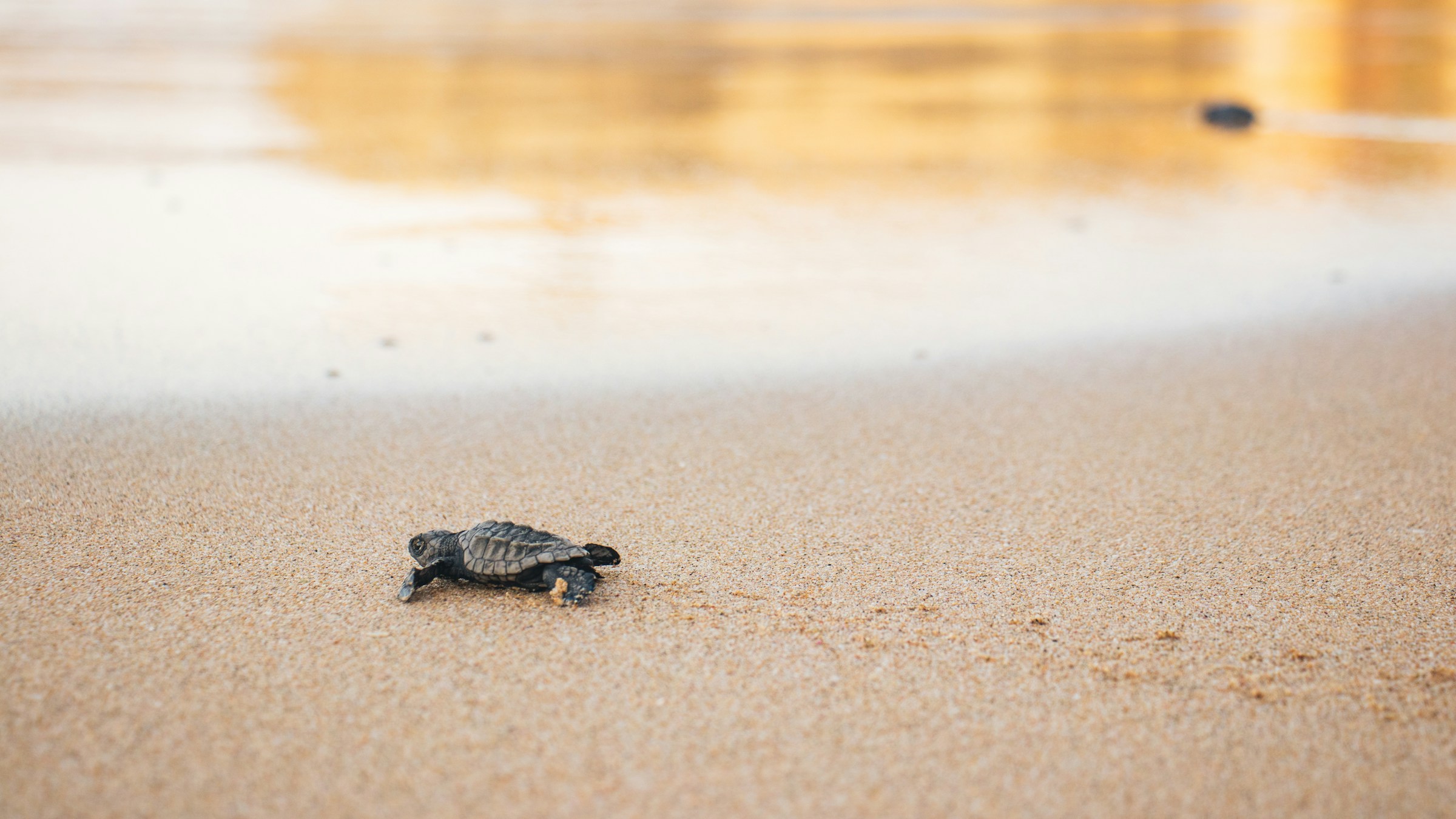 Turtle Back Roots Born on the Beach: The Sea Turtle Season Most Visitors Never Know About ...