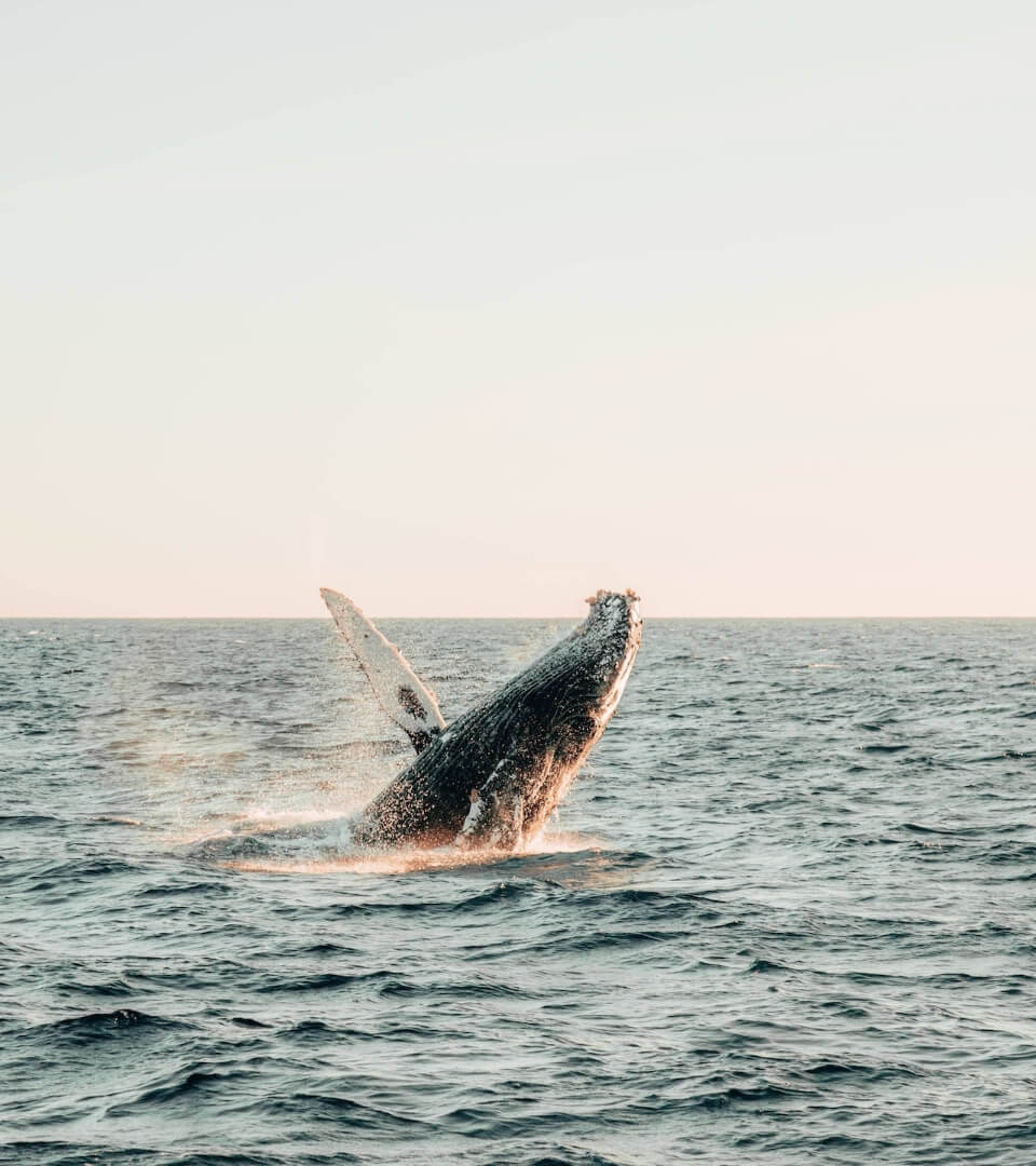 Whale breaching in Cabo San Lucas