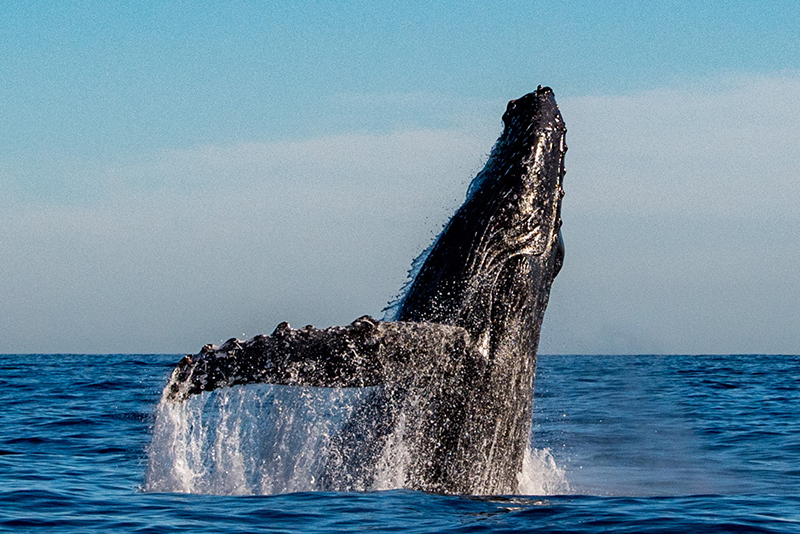 Whale Watching Loreto