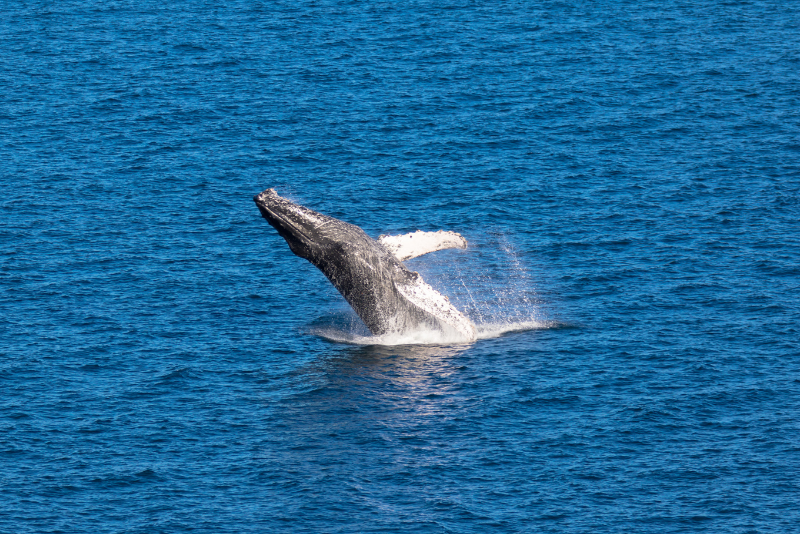 Blue Whale in Loreto Baja California Sur